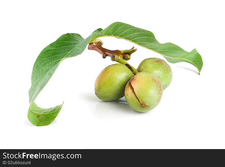 A branch of a walnut isolated on a white background