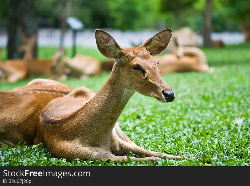 Deer resting on green grass