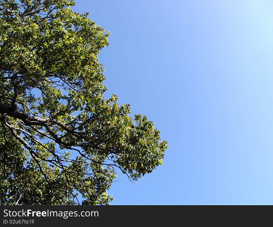 Tree branches under blue sky. Tree branches under blue sky