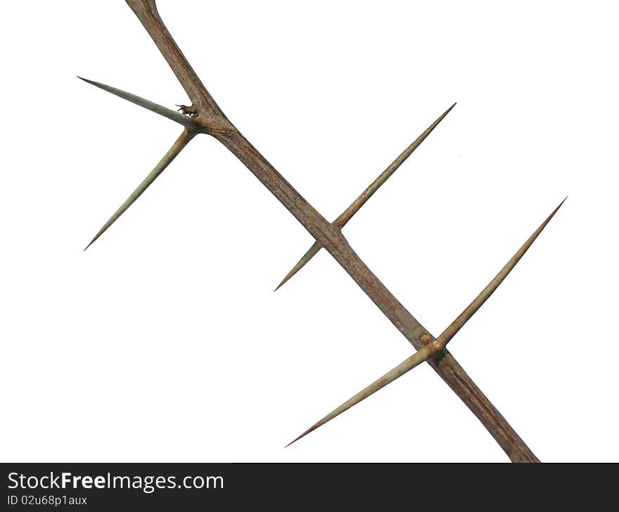 A close-up on branch with thorns