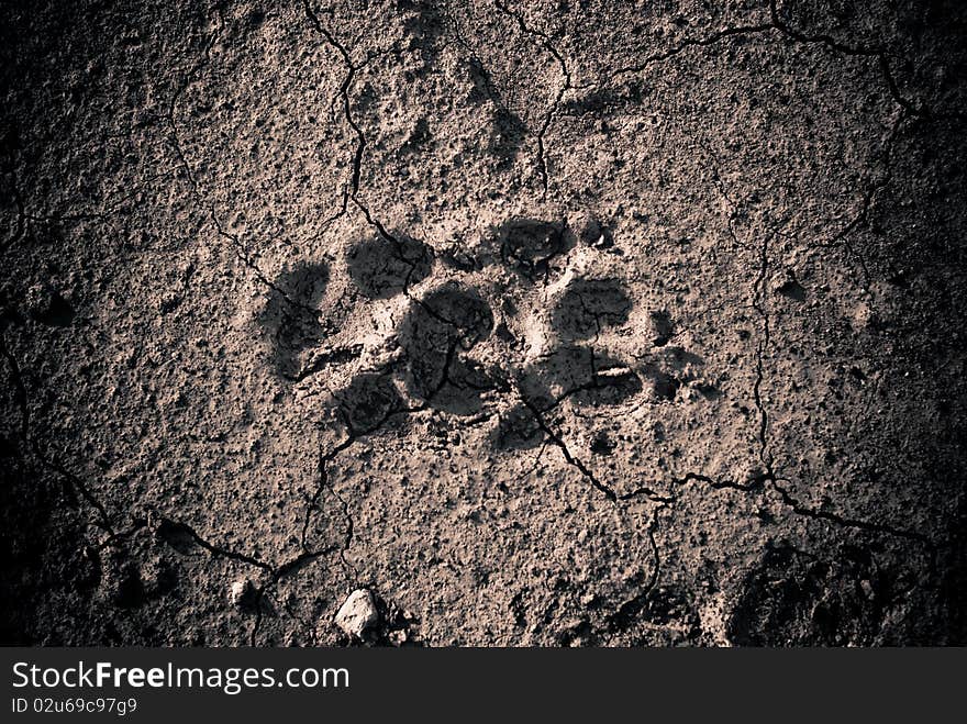 Animal footprint at dry cracked ground