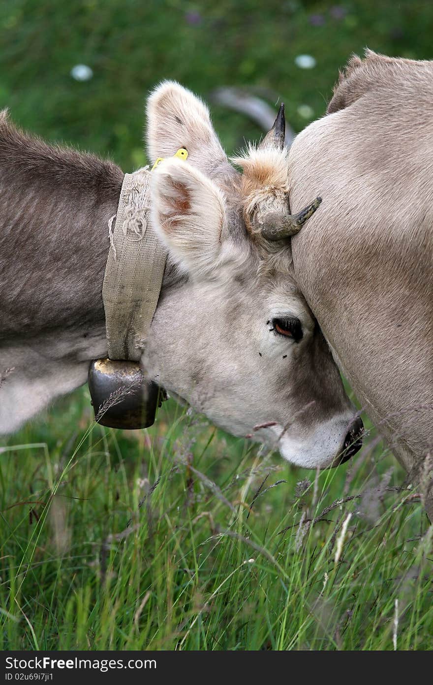 Milk cows in an Italian bent grass. Milk cows in an Italian bent grass