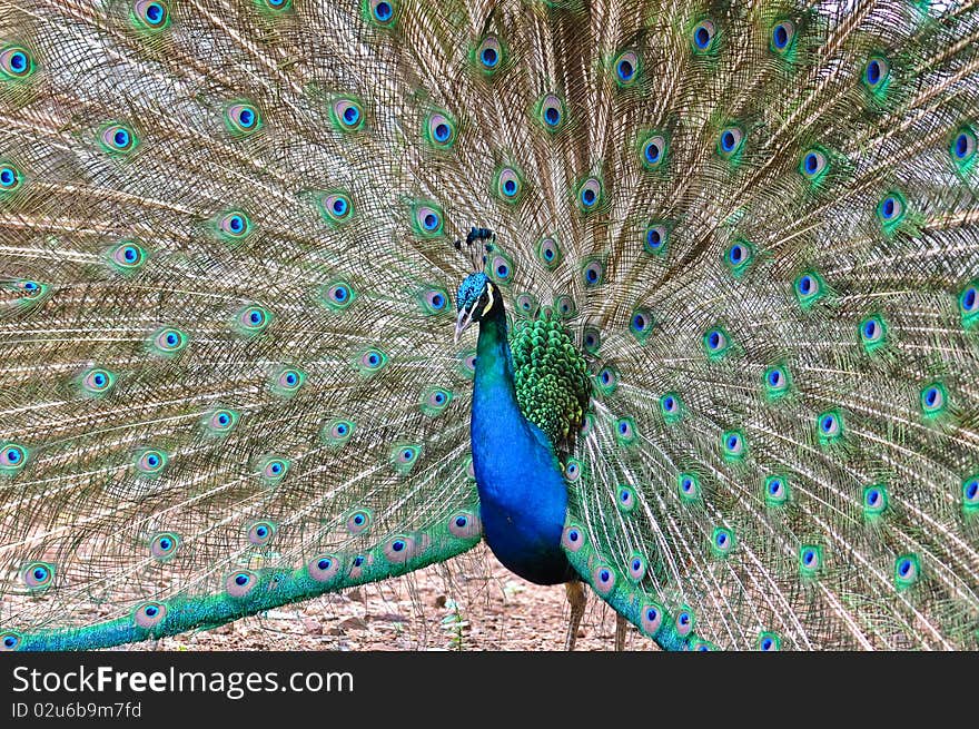 Beautiful spread of a peacock at the zoo