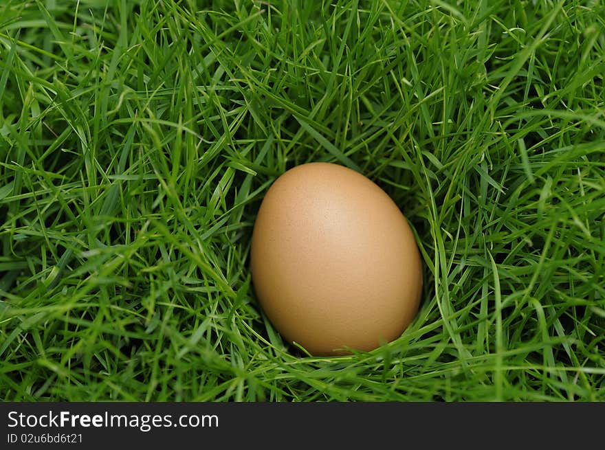 The Eggs in the grass