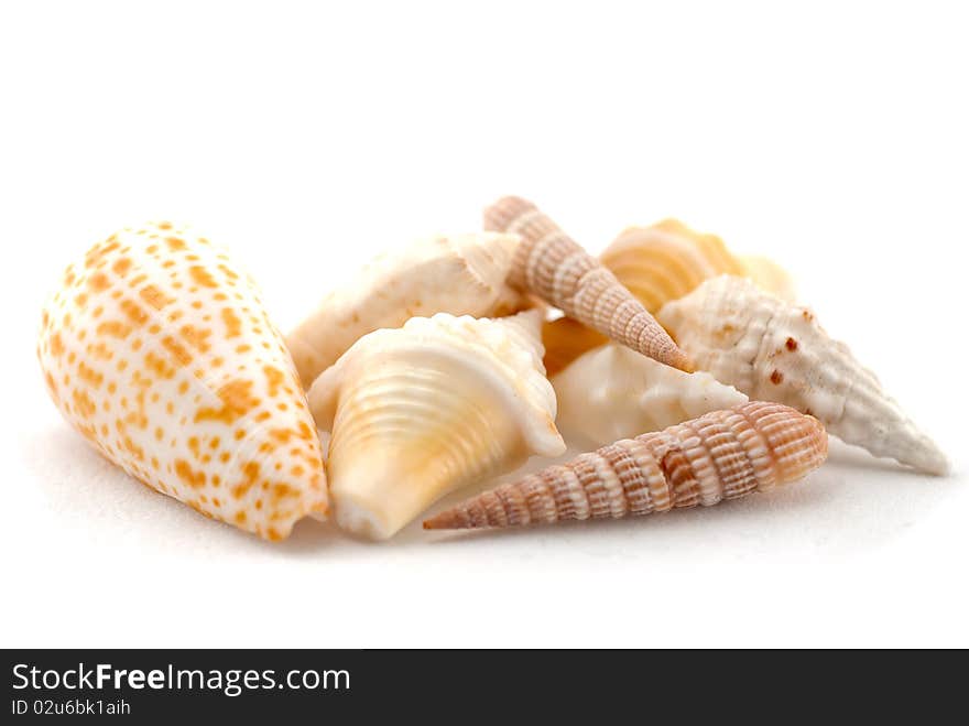 Shells