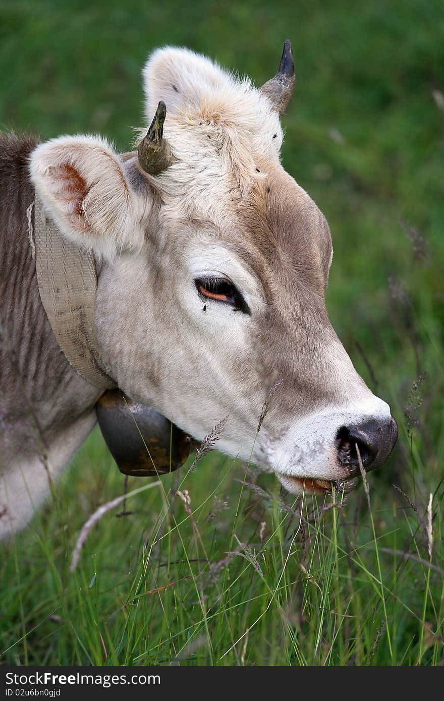 Milk cow in an Italian bent grass