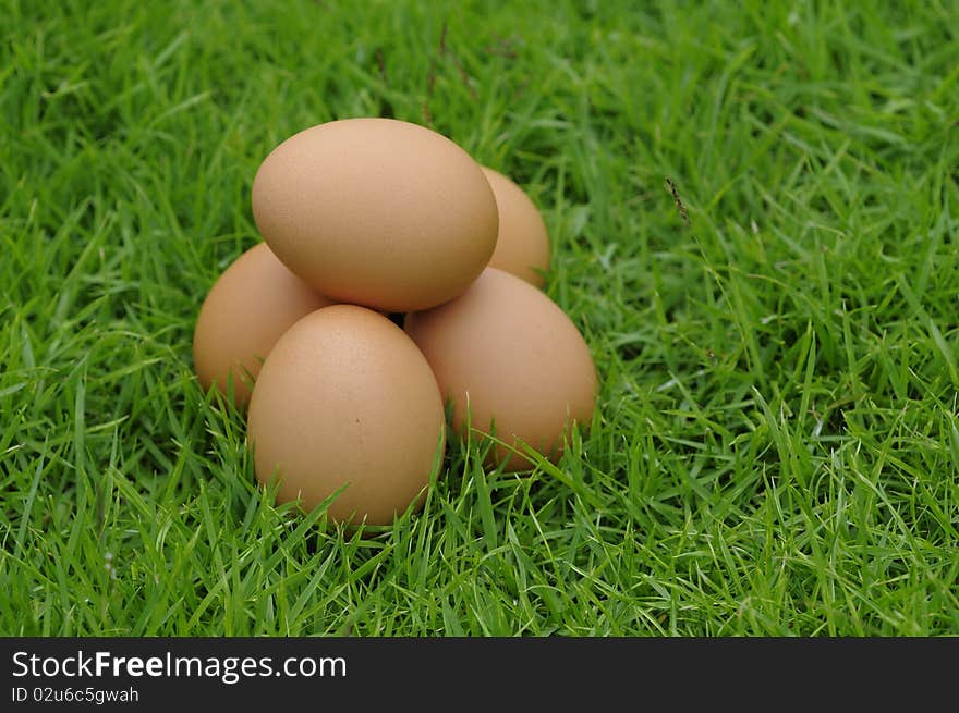 The Eggs in the grass