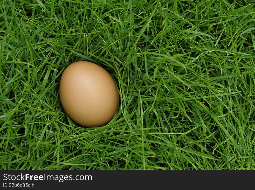 The Eggs in the grass