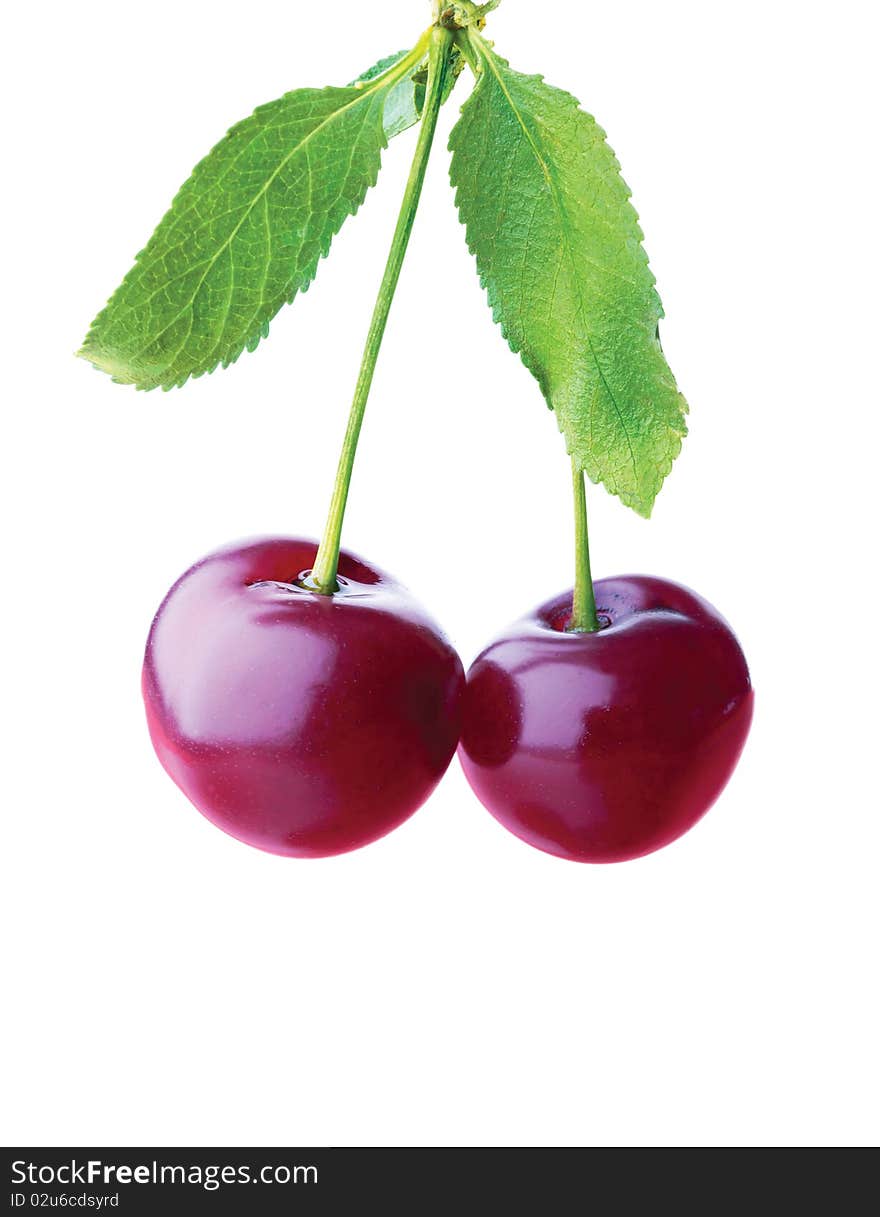 Bunch of cherries on a white background. Bunch of cherries on a white background