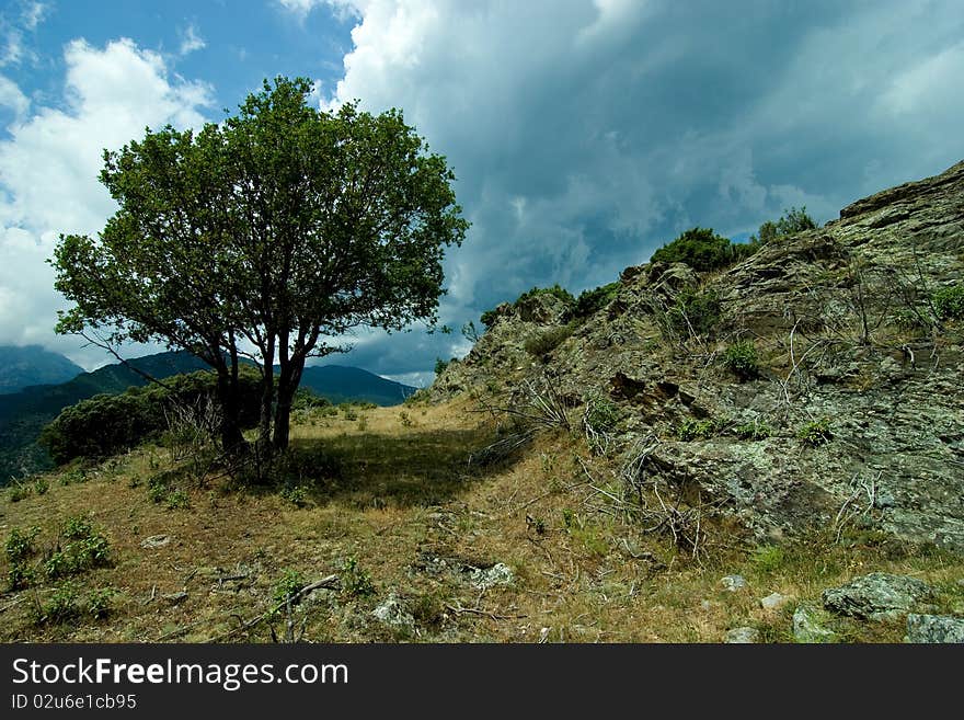 Lone Tree