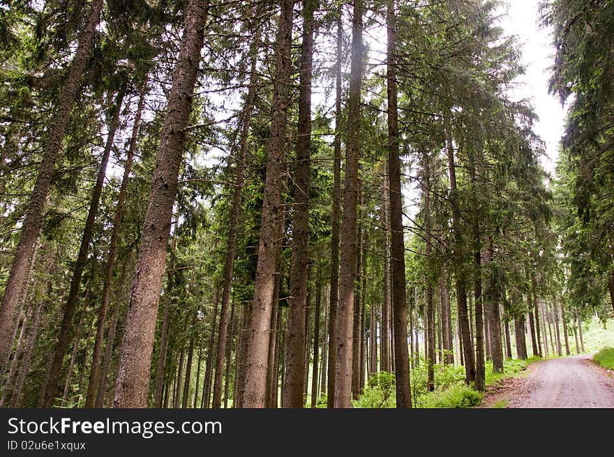 Wet conifers