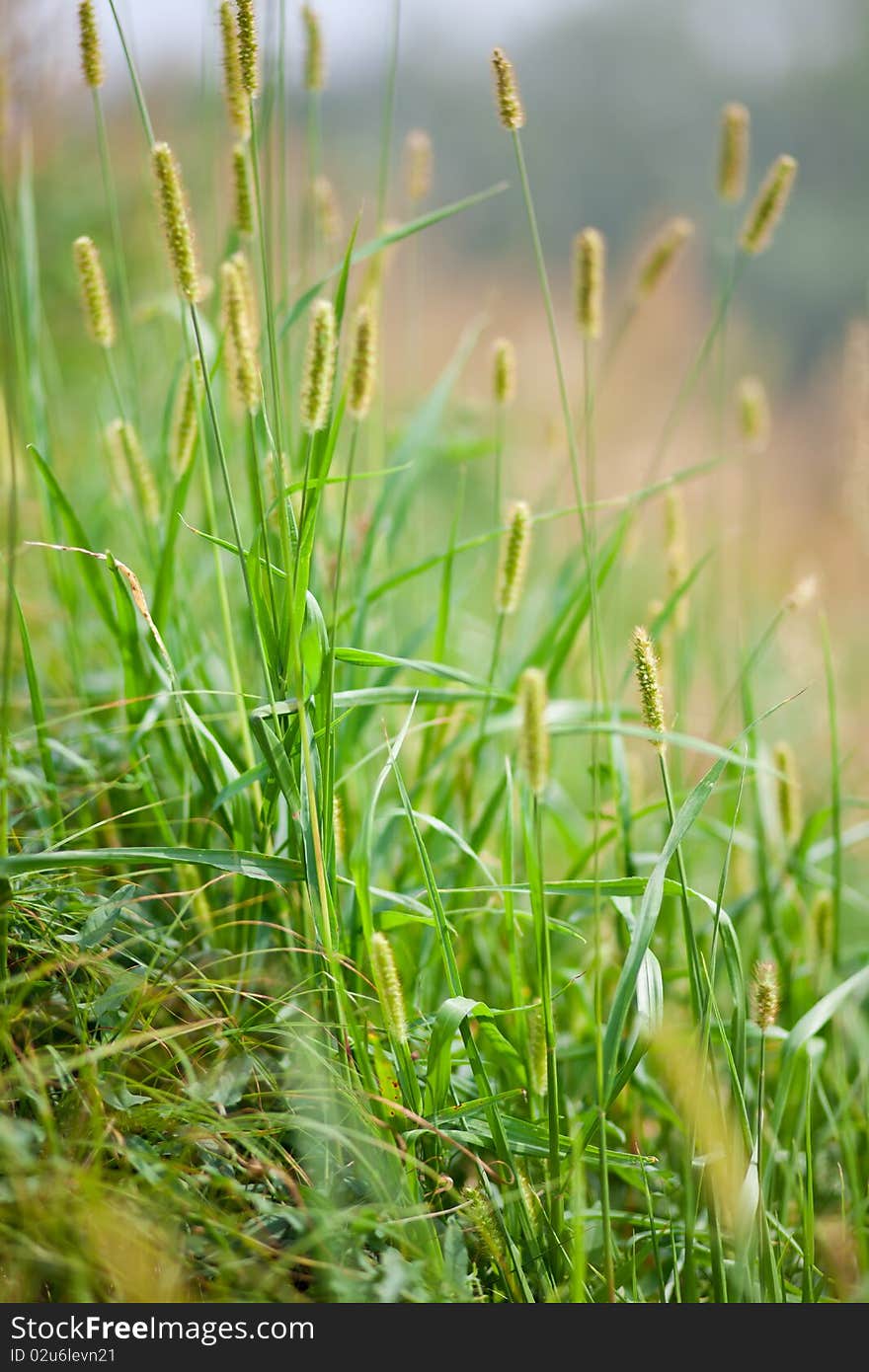 Green grass in a sunny day