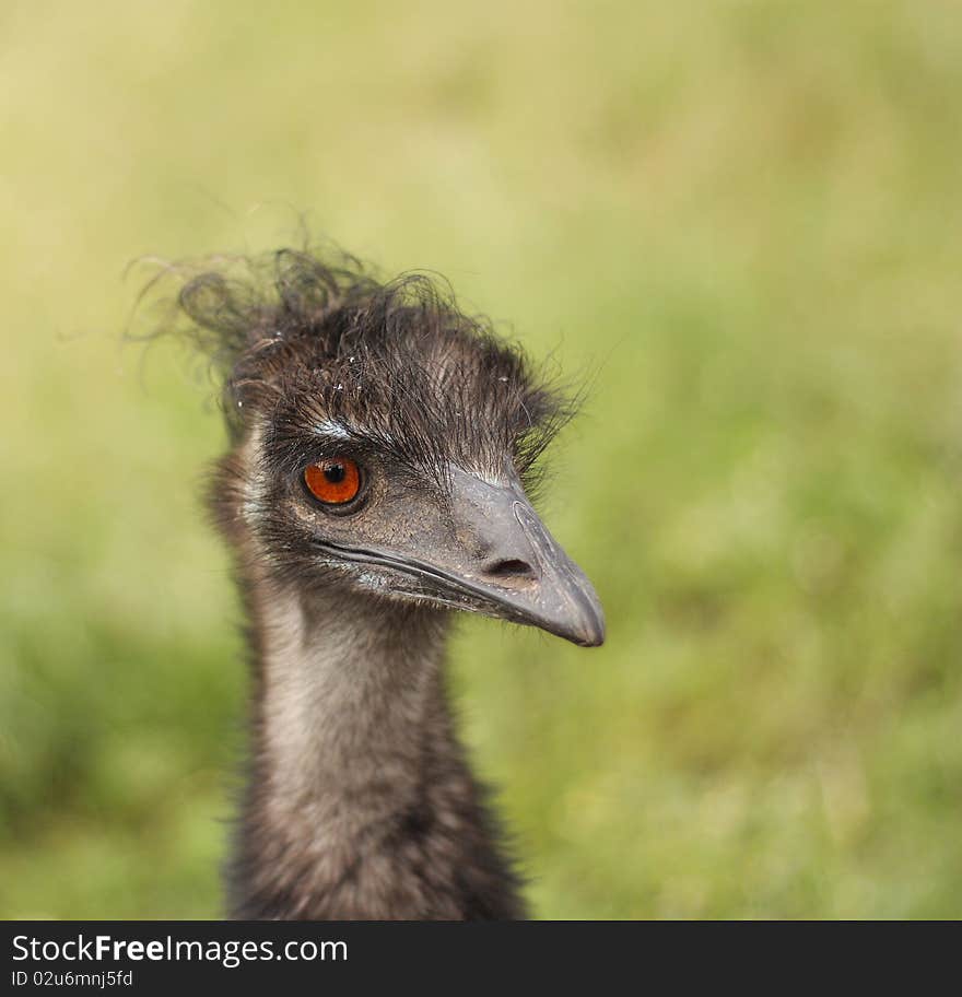 Ridiculous Australian bird with a surprising hairdress. Ridiculous Australian bird with a surprising hairdress