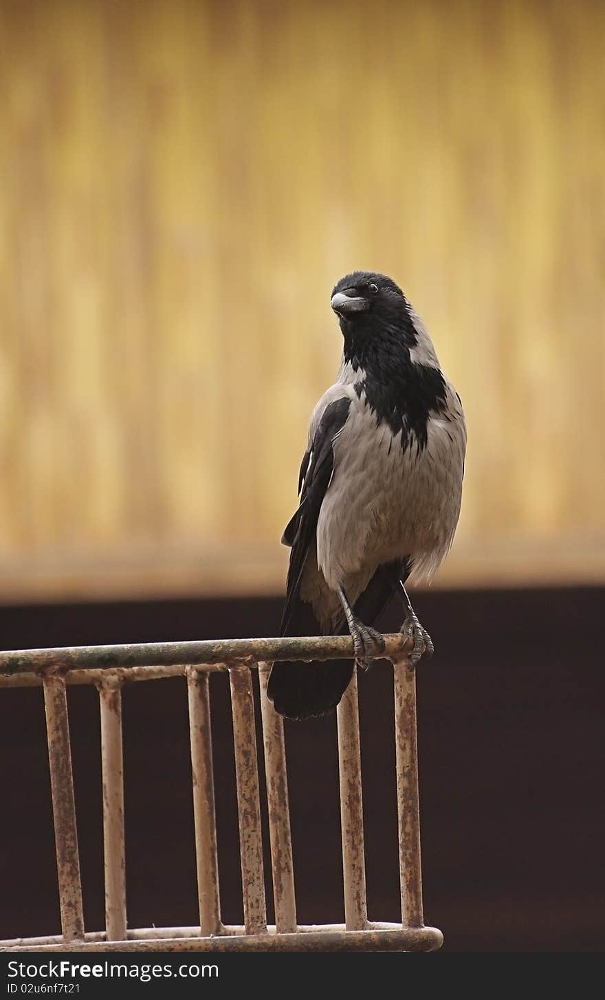 Curious a raven sitting on a fence. Curious a raven sitting on a fence