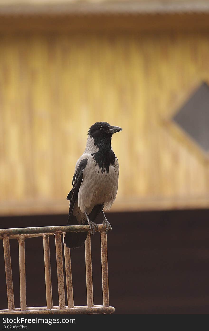 Curious a raven sitting on a fence. Curious a raven sitting on a fence