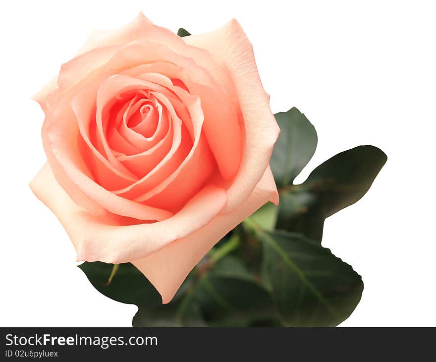 Beautiful rose isolated on white background