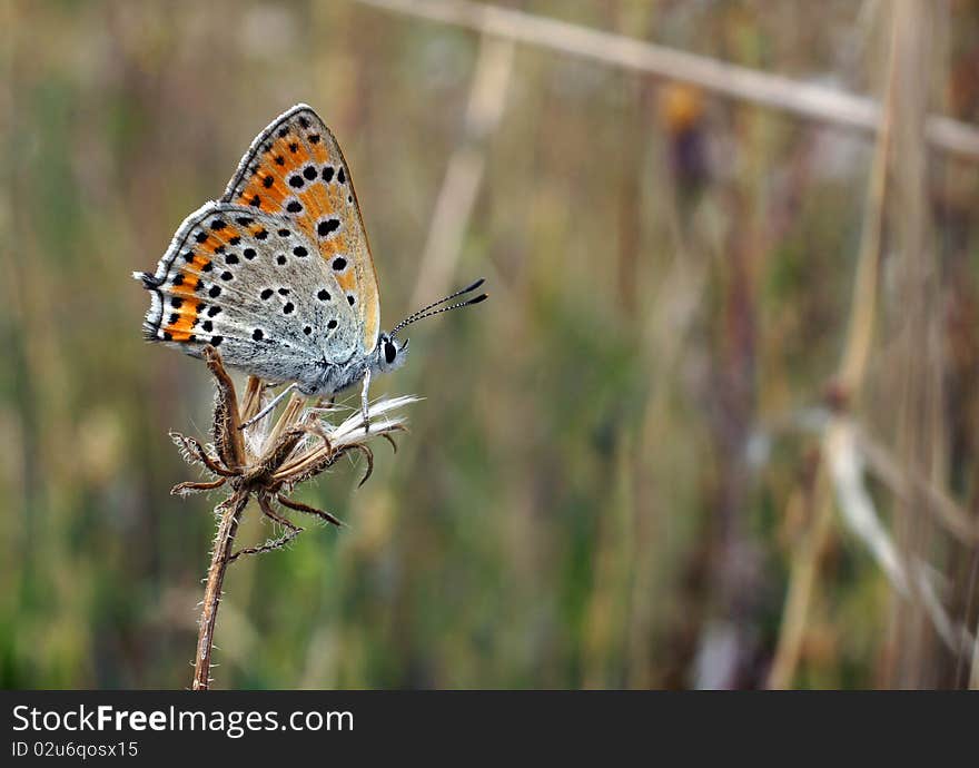 Butterfly