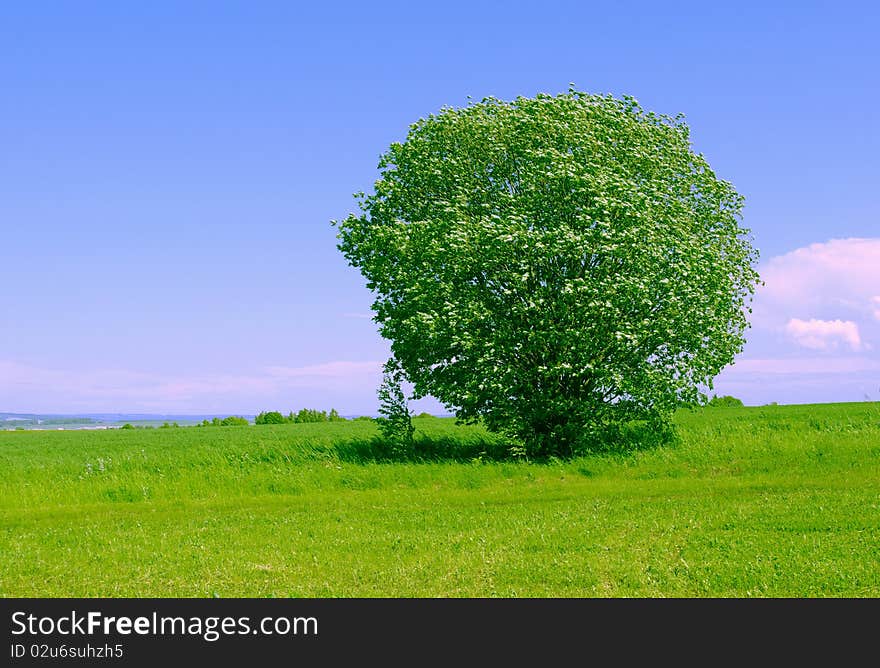 Round the bush in the wind in the green open field