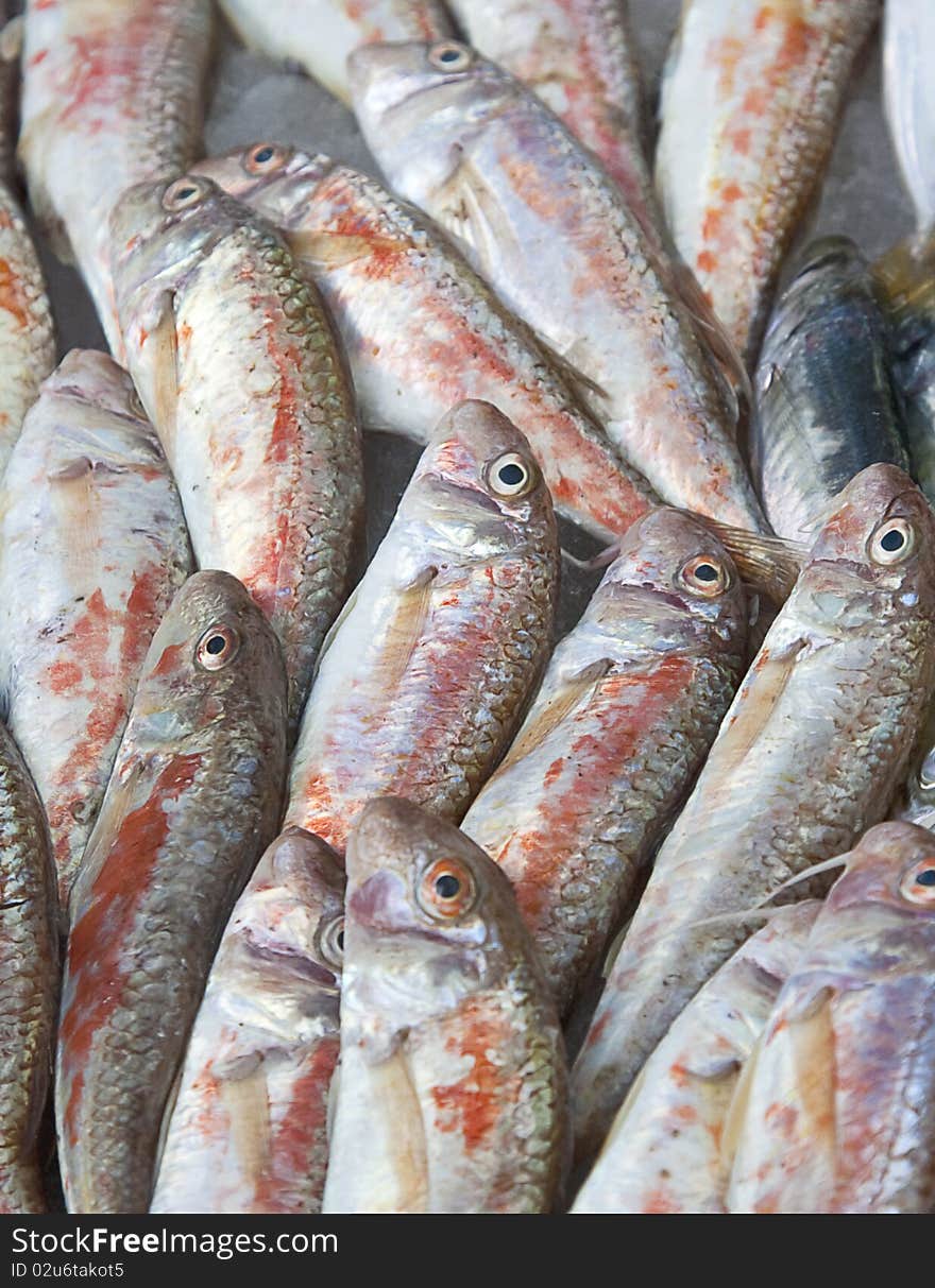 Raw Red Mullet