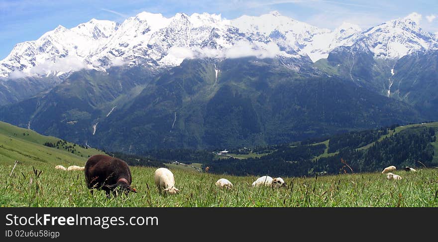 Sheeps in French Alpes mountains