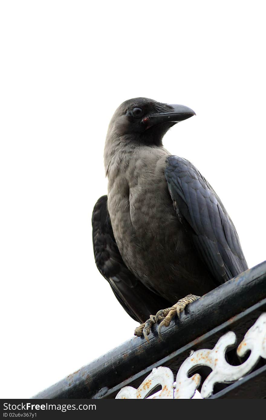 Jungle Crow (Corvus Macrorhynchos)