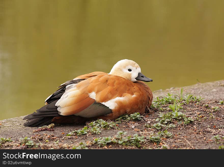 The beautiful wild duck has a rest on the bank of lake. The beautiful wild duck has a rest on the bank of lake