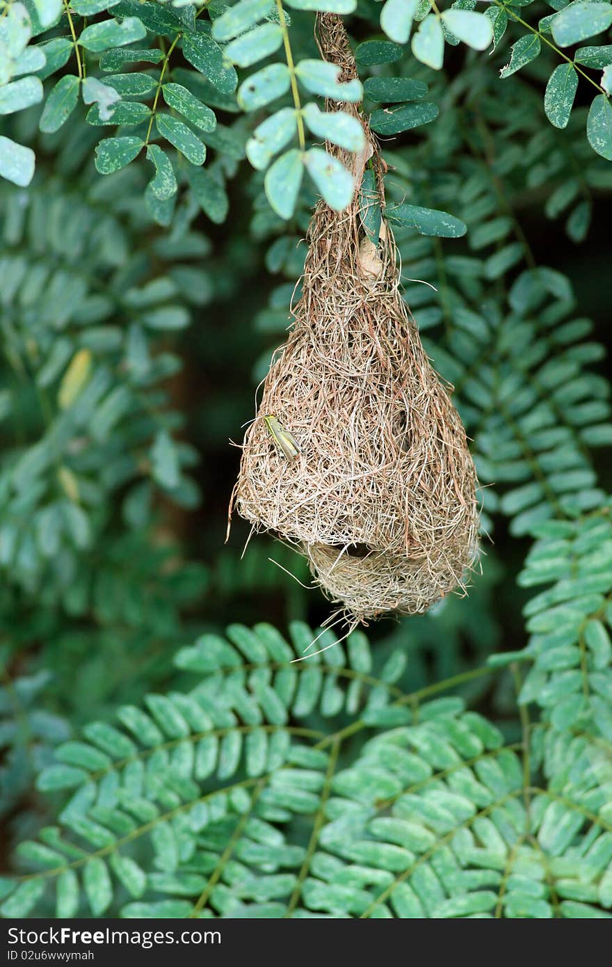 Baya nest