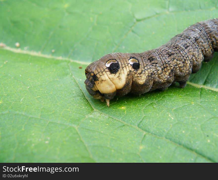 Macro detail of an big dark caterpillar in wild nature. Macro detail of an big dark caterpillar in wild nature