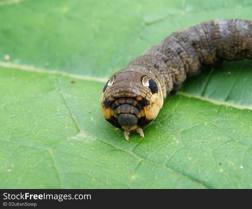 Macro detail of an big dark caterpillar in wild nature. Macro detail of an big dark caterpillar in wild nature