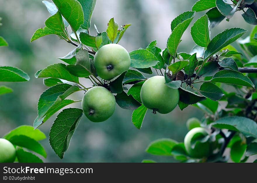 Three Green Apples On A Tree