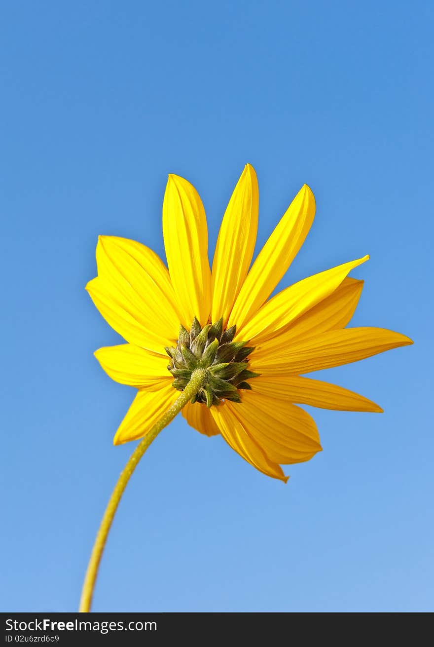 Back side of sunflowers