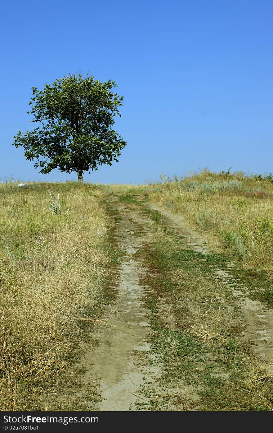 Tree in steppe