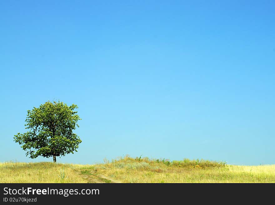 Tree in steppe