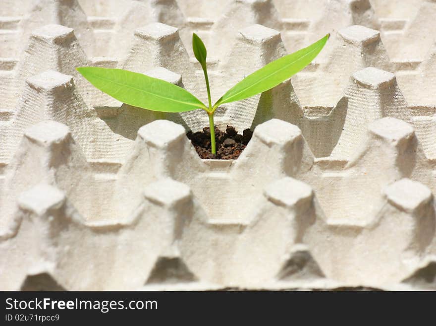 Growing green plant in soil