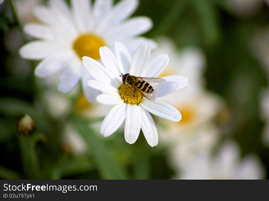 Bee on a white flower, gathering nectar. Bee on a white flower, gathering nectar.