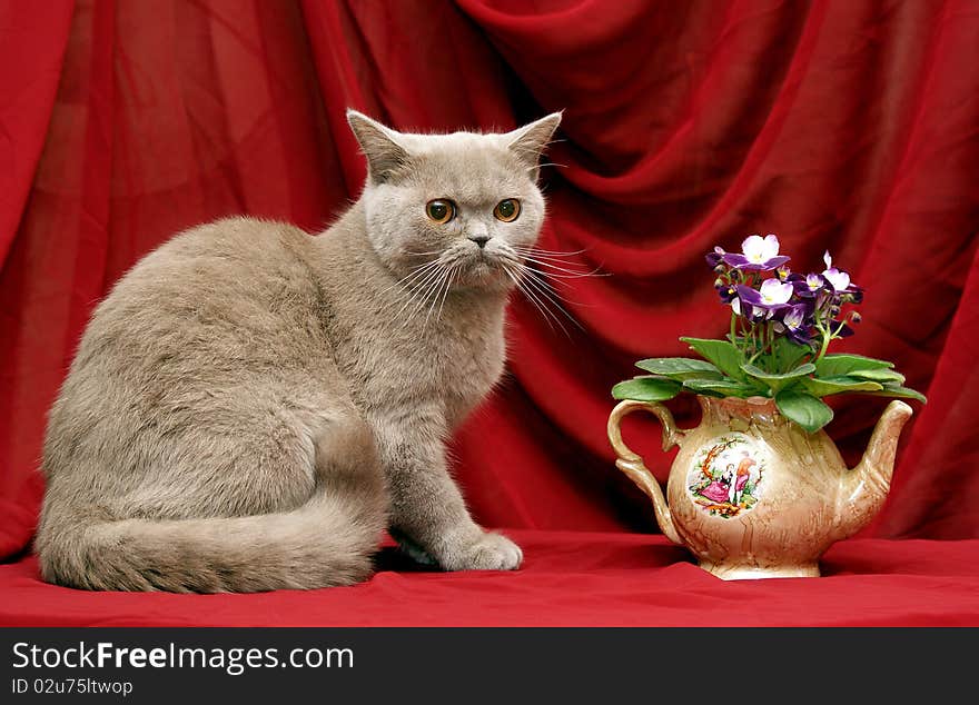 Still-life with a cat and violets. Still-life with a cat and violets