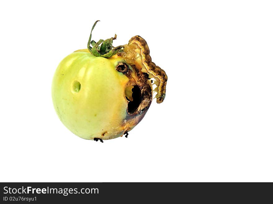 Fruit vermin-creeping caterpillar canker green tomato