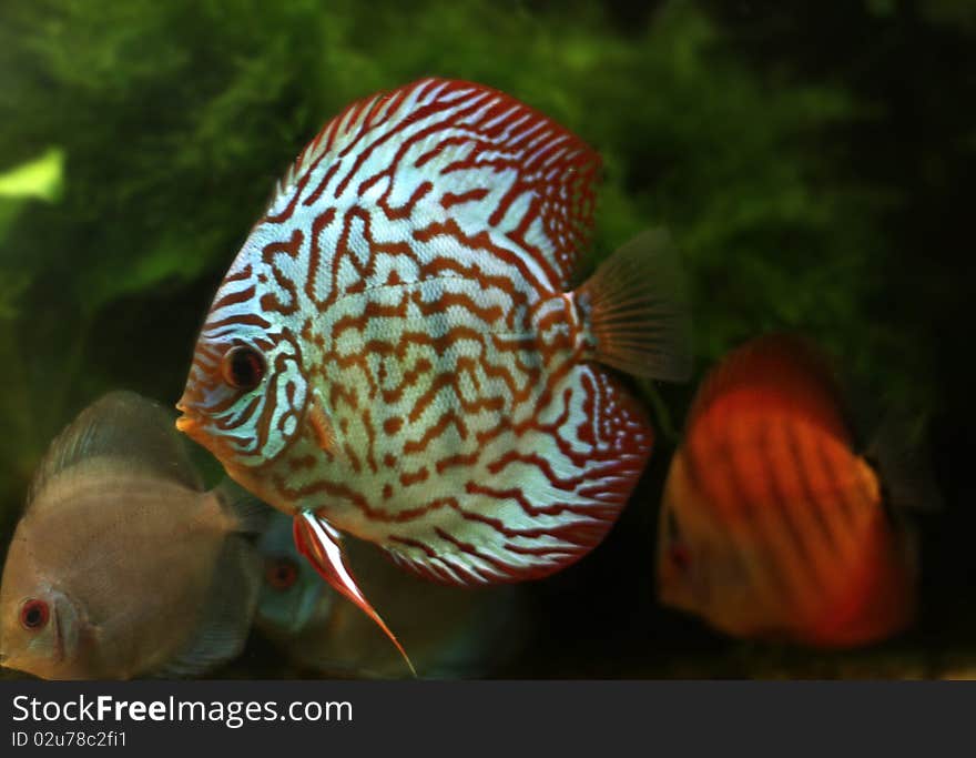 Stripped discus