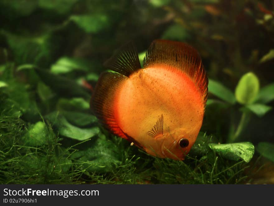 Yellow Stripped Discus