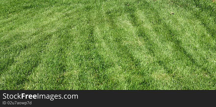 Grass texture, green landscape stripped