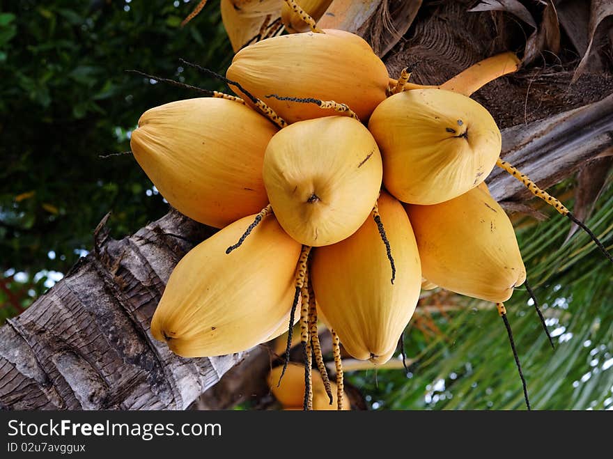 A bunch of ripe coconuts on a palm tree in the Philippines