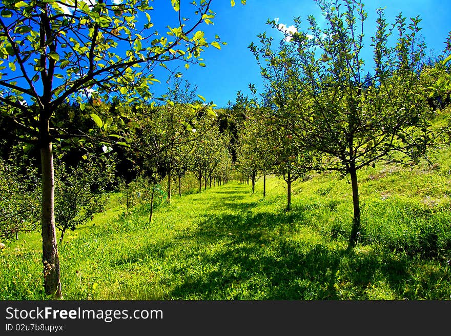 Apple trees