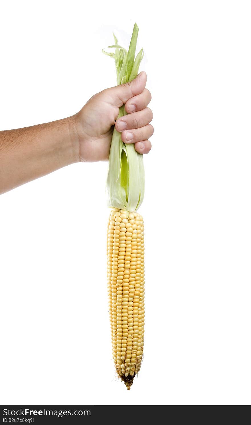 Hand is holding a corn isolated on a white background