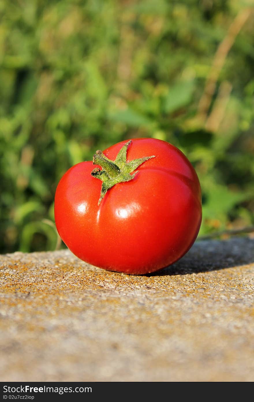 Fresh tomato on a green background