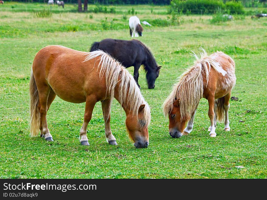 Horses