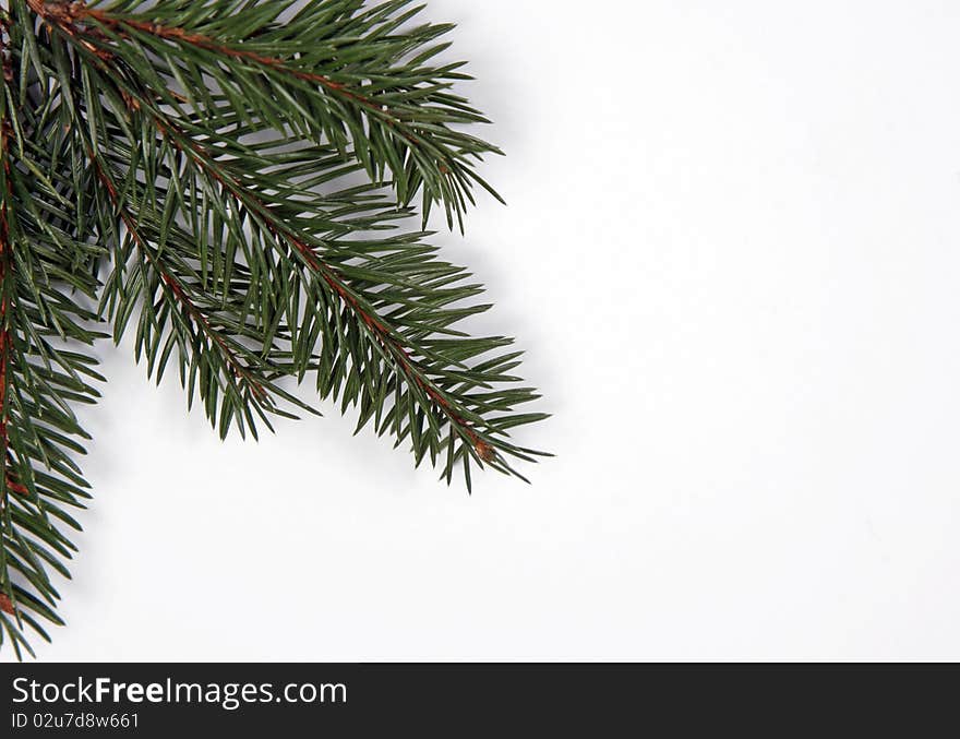 Composition from spruce twigs on the white background. Composition from spruce twigs on the white background