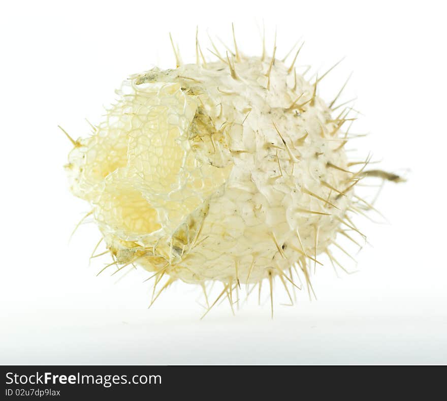 Dry Autumn Bindweed Seed