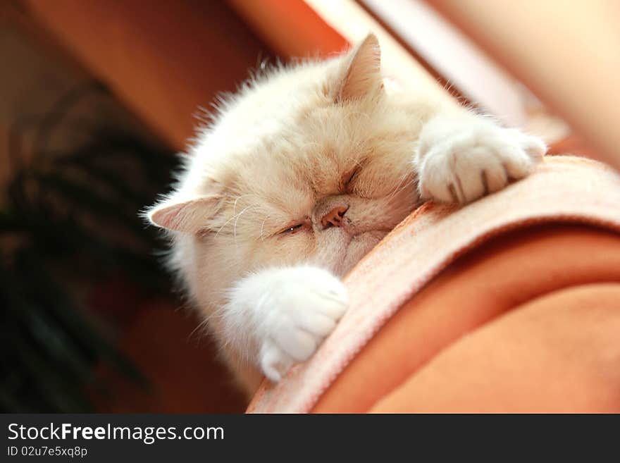 Exotic cat relaxing on sofa