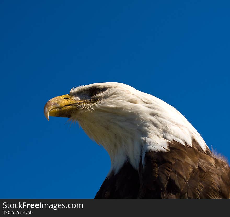 Closeup of the head and shoulders of a bald eagle against a blue sky