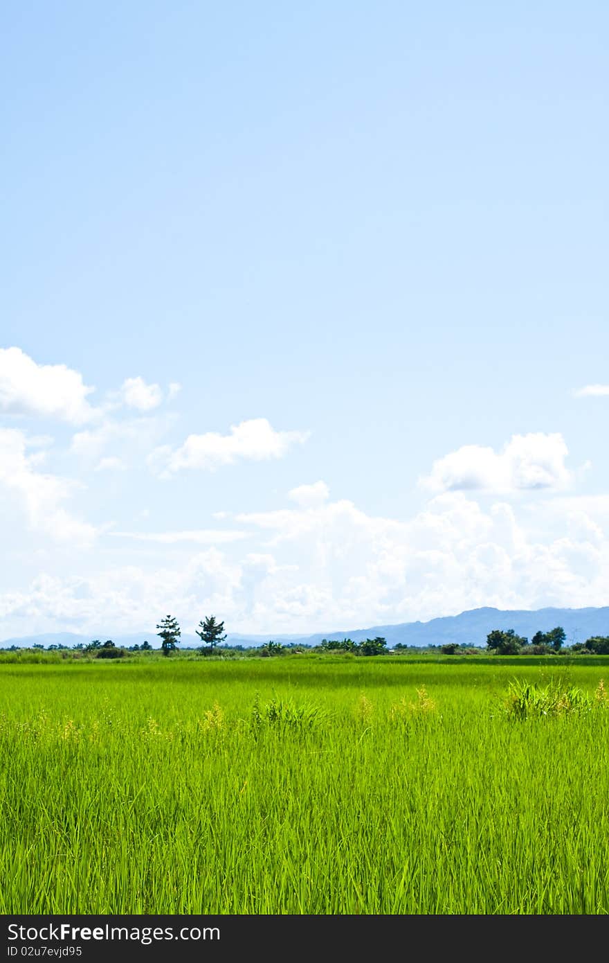 Green rice farm in ruralside,clear nature